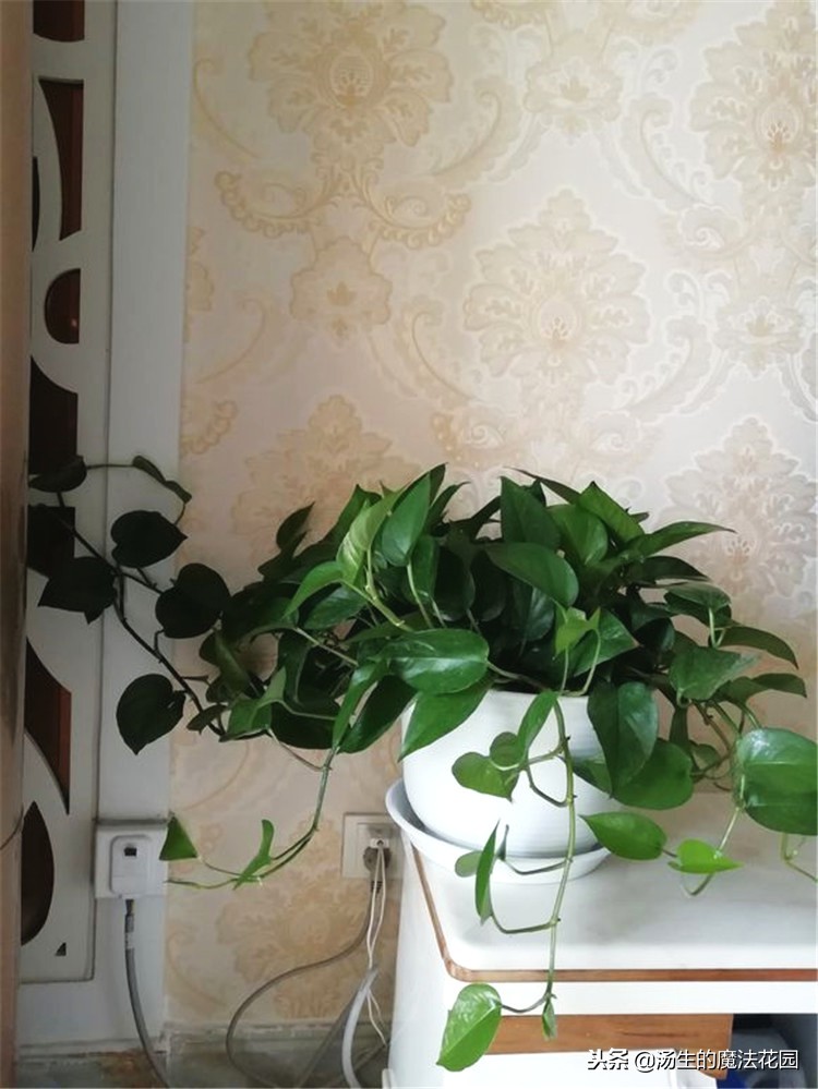 绿萝冬天放在泡沫箱里能过冬吗,水培绿萝冬天怎么安全过冬