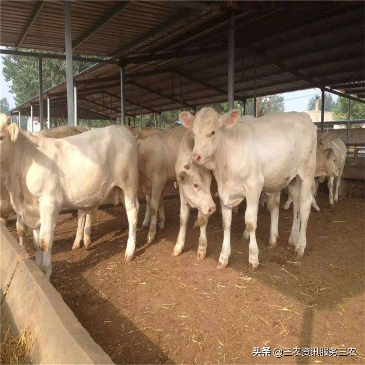 山东买牛人的心声