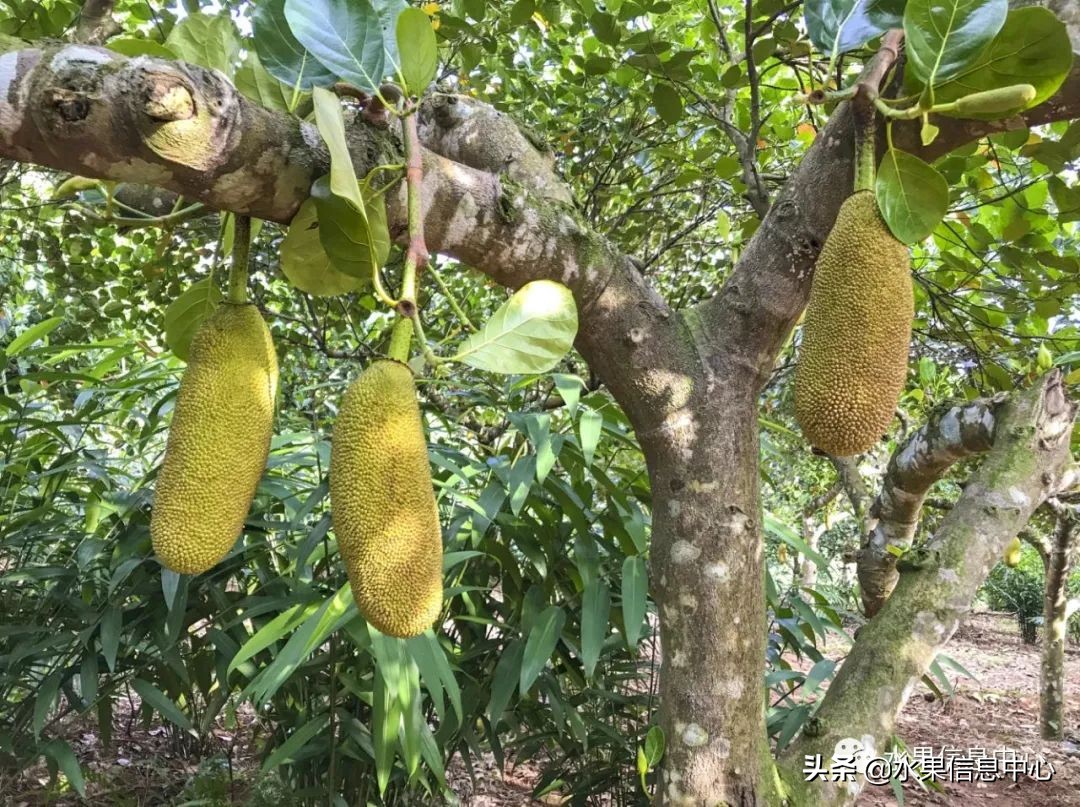海南水果都有哪些品种图片及名称,海南水果上市时间表赶快收藏吧