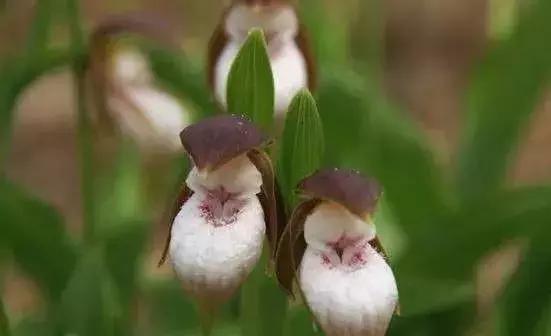 史上最全的兰花鉴赏,兰花品种之精品欣赏