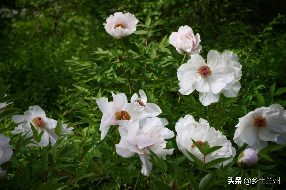 芍药花开的季节等你欣赏,芍药花开如诗如画