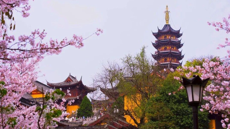 武大的樱花和东湖的樱花,重邮樱花和武大樱花