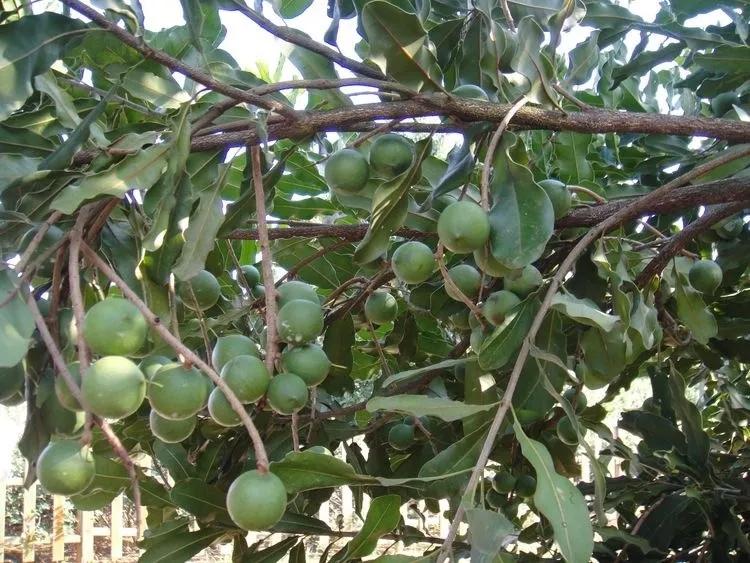 花生、瓜子、腰果、巴旦木……坚果那么多，谁最昂贵？谁最危险？