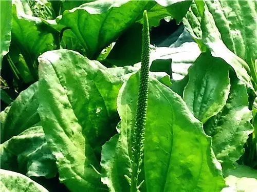 那些常见却叫不上名字的野花野草,常见的野花野草却是农家之宝