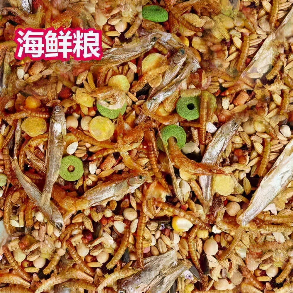 穷人学生党怎么养仓鼠,学生党养仓鼠怎么最省钱