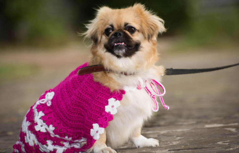 什么狗最通人性四种狗狗上榜,战斗力最强的12种狗狗