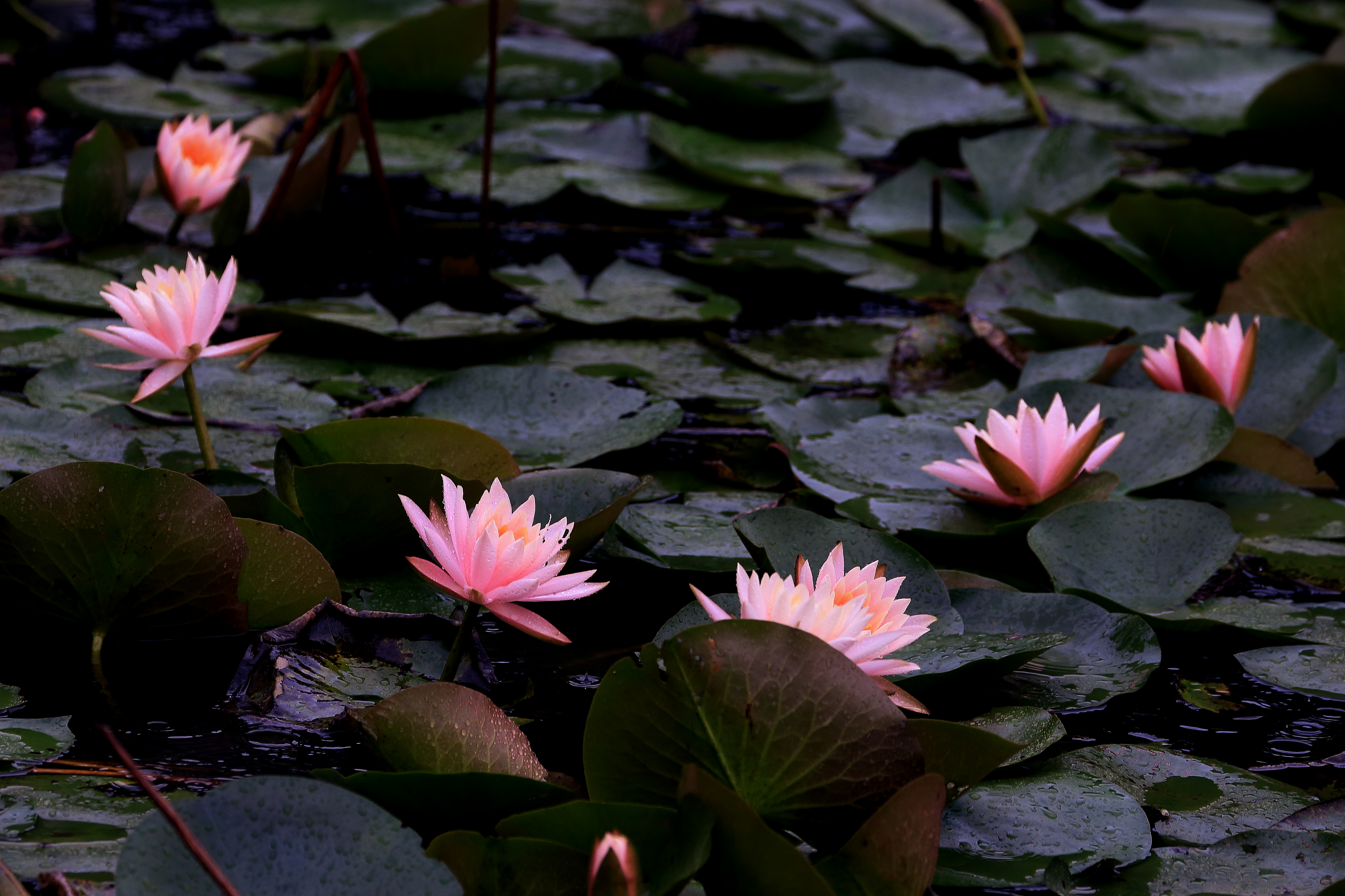 睡莲出尘的美,蔚蓝之美睡莲