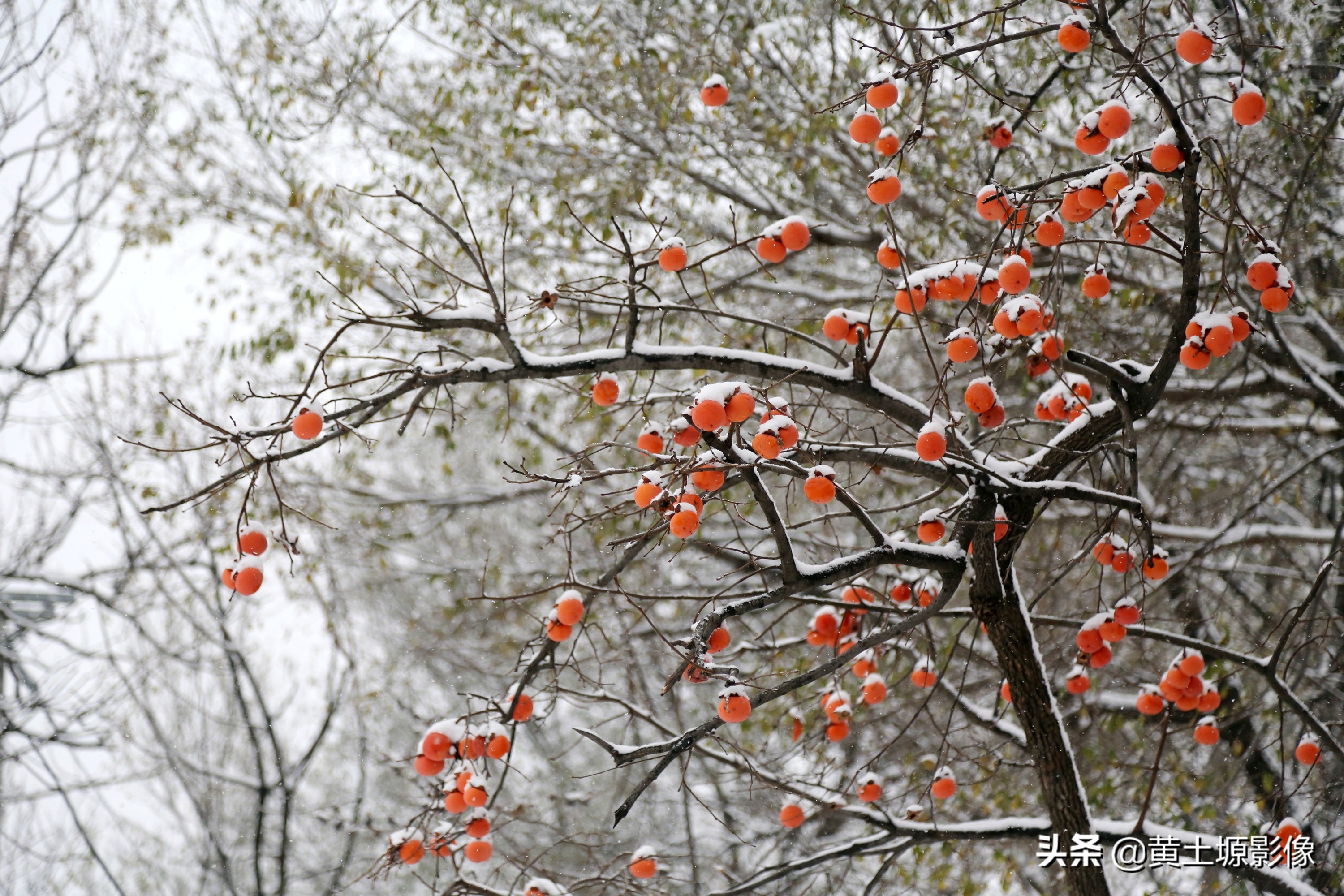 柿子树无人采摘,农村柿子下雪天也无人采摘