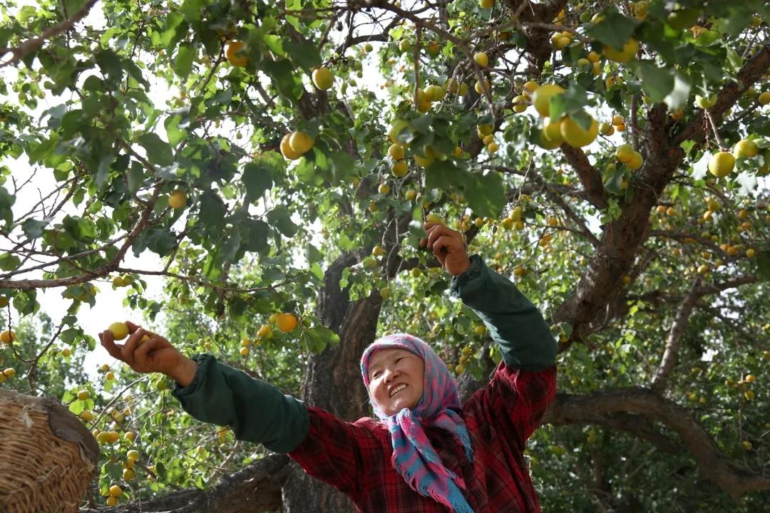 敦煌李广杏子熟了,敦煌李广杏甜度