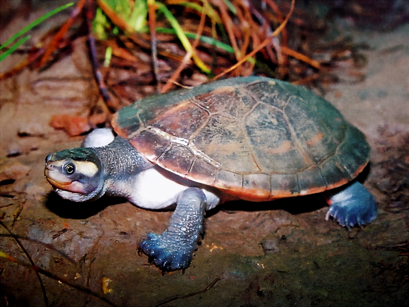 龟类大百科,大眼睛龟类