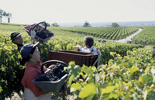 波尔多蓝裕文化酒庄,蓝裕文化酒庄设计系列
