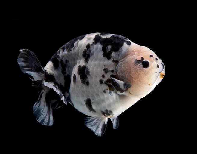 什么样的金鱼才是真的金鱼,朱顶紫罗袍金鱼图片