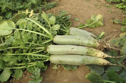 为什么说穷死不耕丈人田,饿死不耕丈人田是什么意思