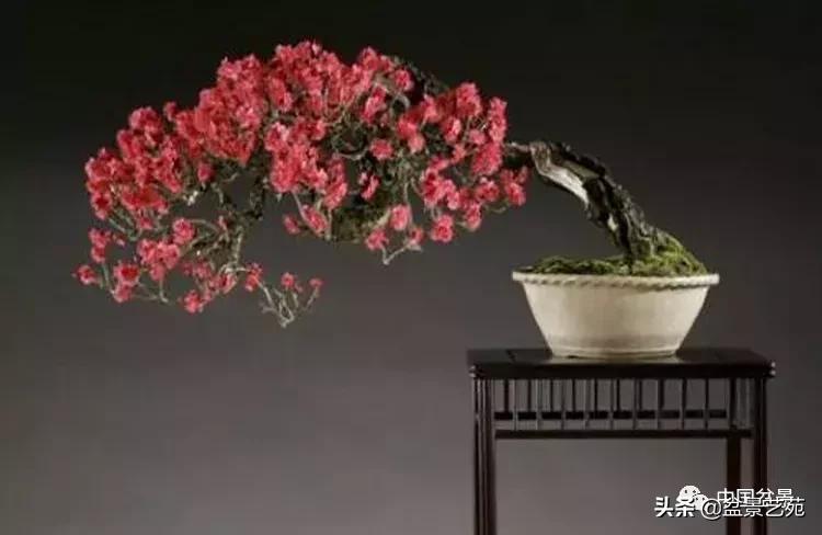 赏梅花十首最好的诗,最经典的梅花十绝