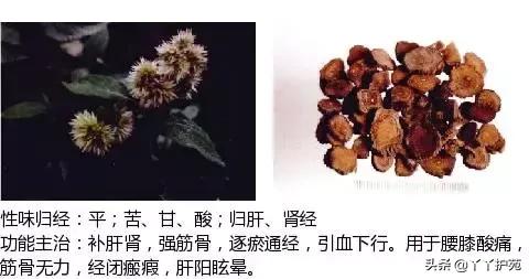 农村身边的中草药主治与功效,中草药全图谱与功效
