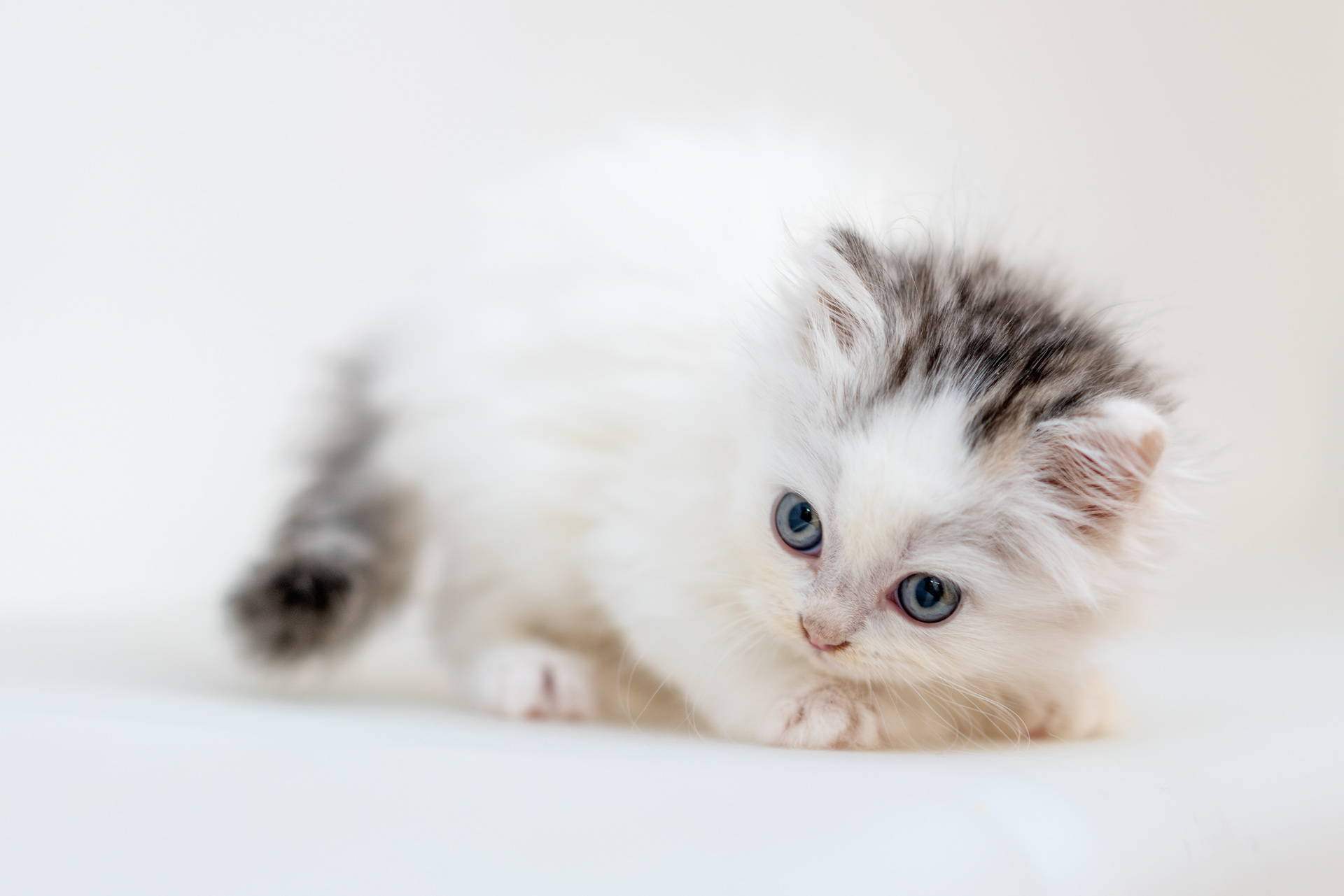 Sonnar（索纳）眼中的猫——索尼SonnarT*FE55mmF1.8ZA实拍体验