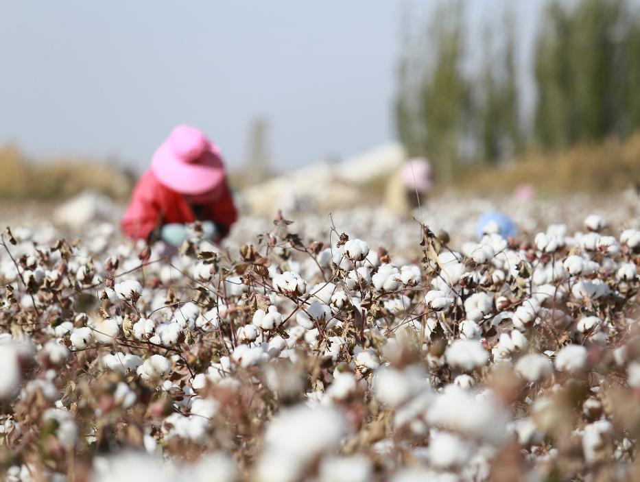 *疆新**这一项目值得期待！中泰石化“聚酯一期建设稳步进行中