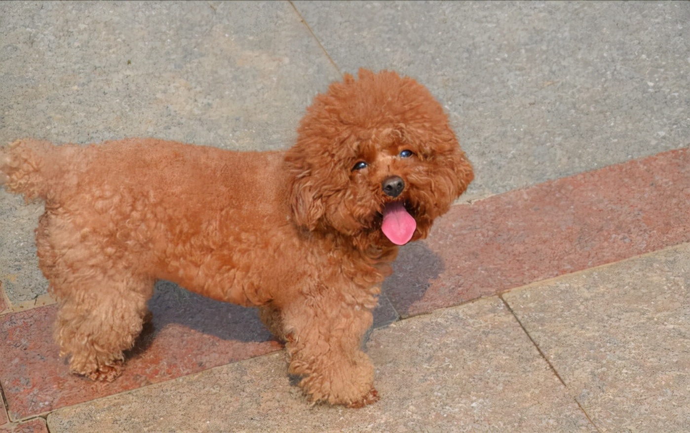 这些狗是“笑面狗”，它犯错了，你也不舍得打