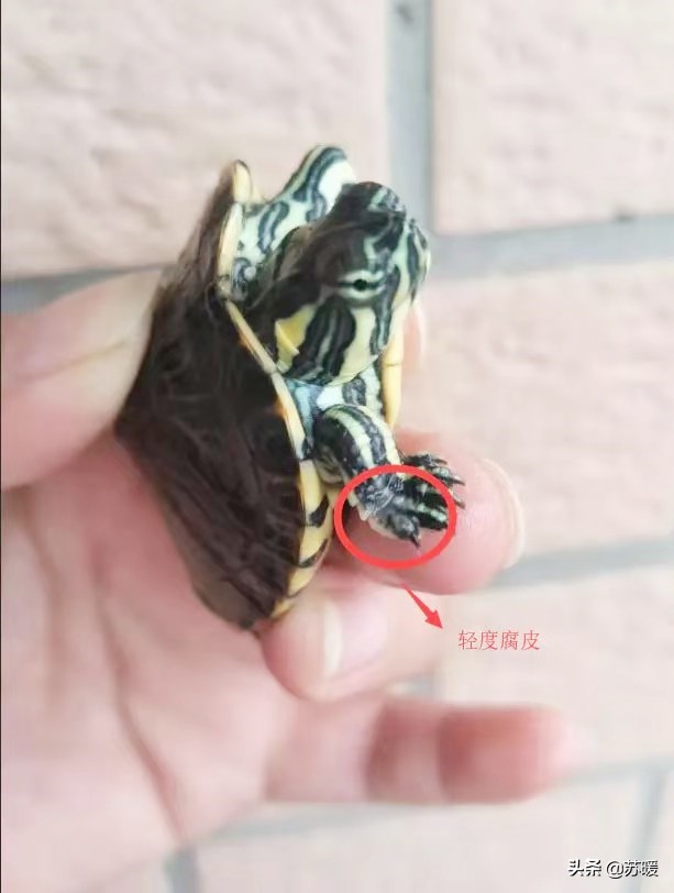 阿莫西林治疗乌龟腐皮,乌龟腐皮怎么治疗