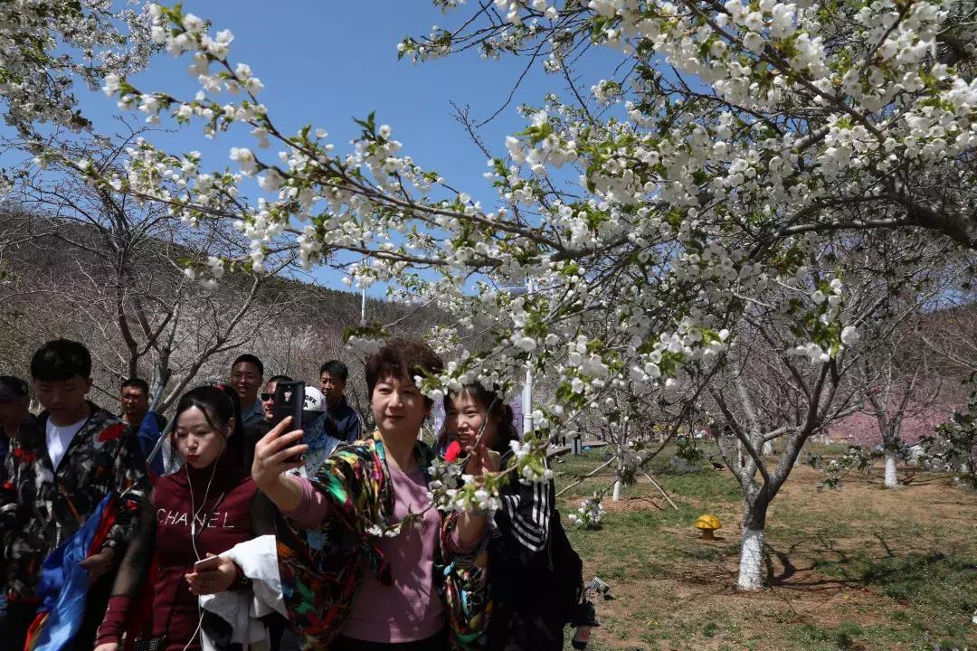 一起去旅顺赏樱花,旅顺樱花节美景