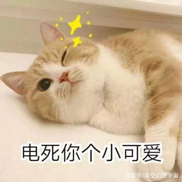 猫咪的迷惑行为历史版,可爱的猫咪黑历史