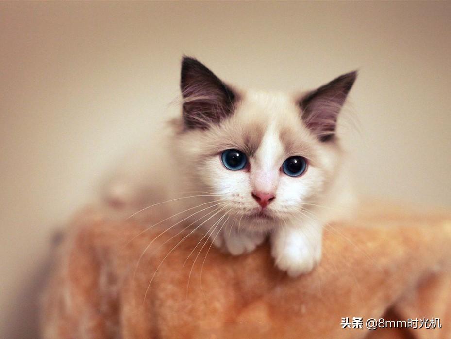 喵星人的品种大全,2018年10大最受欢迎喵星人品种
