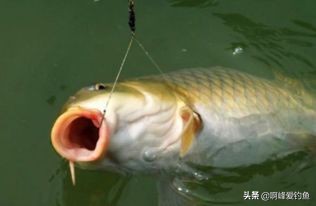 野钓知识大全，新手福音，初钓者必须了解的一些知识，收藏吧！