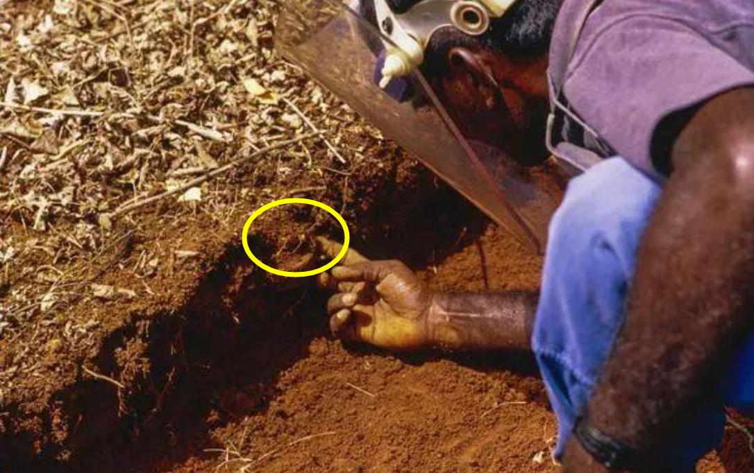 掏野生杀人蜂被蛰,一男子抓毒蜂泡酒死亡