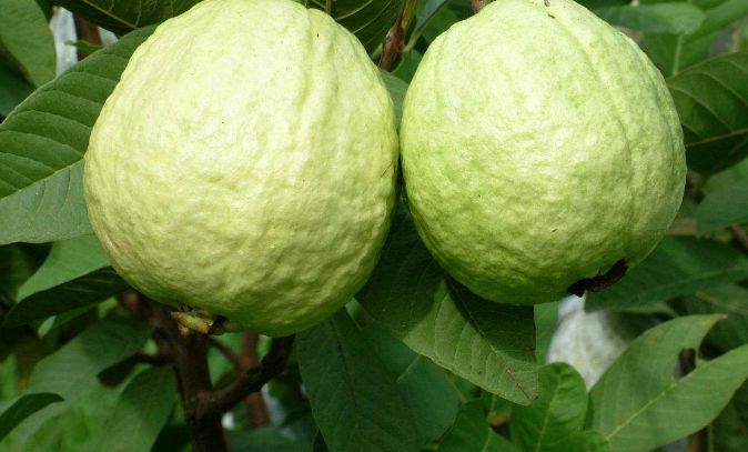 种植番石榴怎样才能做到口感好,如何种植番石榴更甜脆