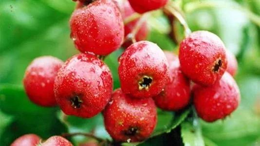 各种水果吃法时间表,7种水果要经常给孩子吃