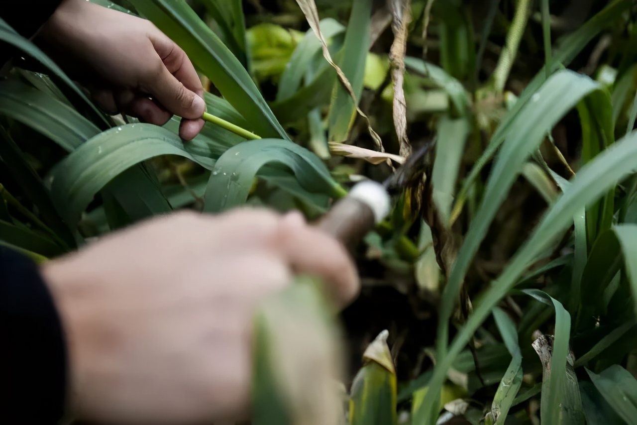 鍐滄潙钂滆柟鐐掕倝,鍐滃钂滆柟鐐掕倝