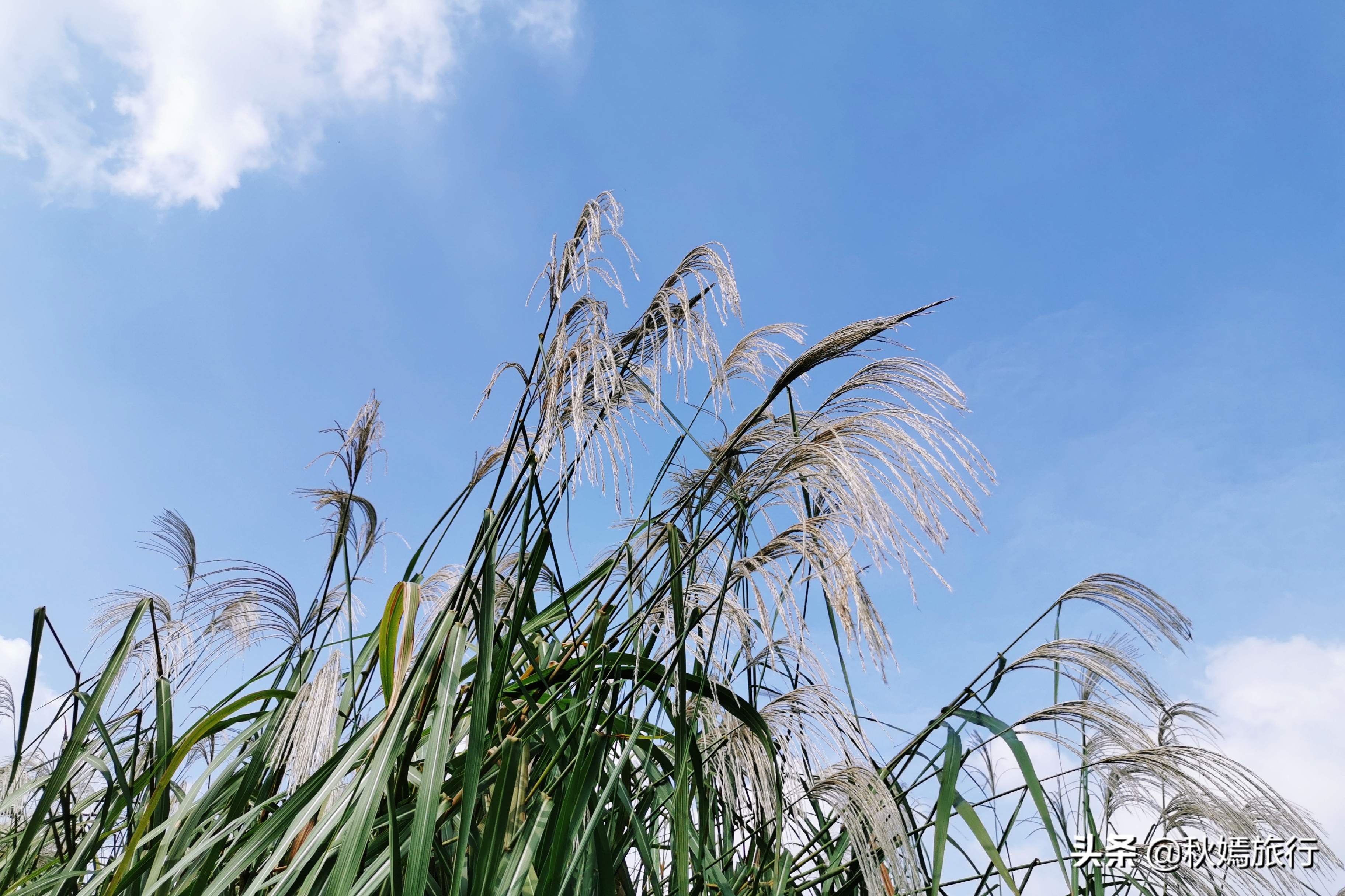 这座华东地区最大的湿地公园，拥有一千多亩芦苇荡，游客络绎不绝