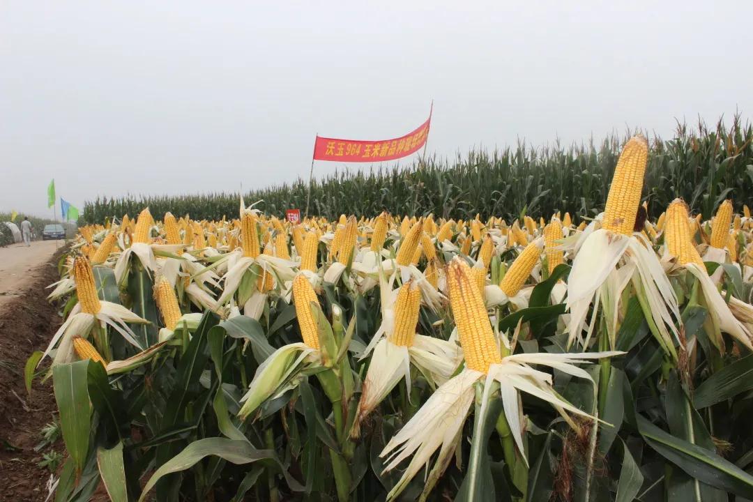 鑲ヤ埂娌冨湡绉嶄笟,鑲ヤ埂娌冨湡绉嶄笟鏈夐檺鍏徃鍦板潃