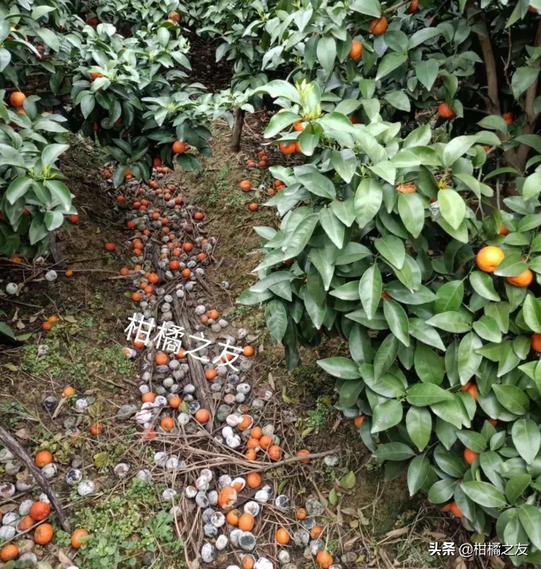 水田种了沙糖桔怎样处理,为什么种沙糖桔挣不了钱