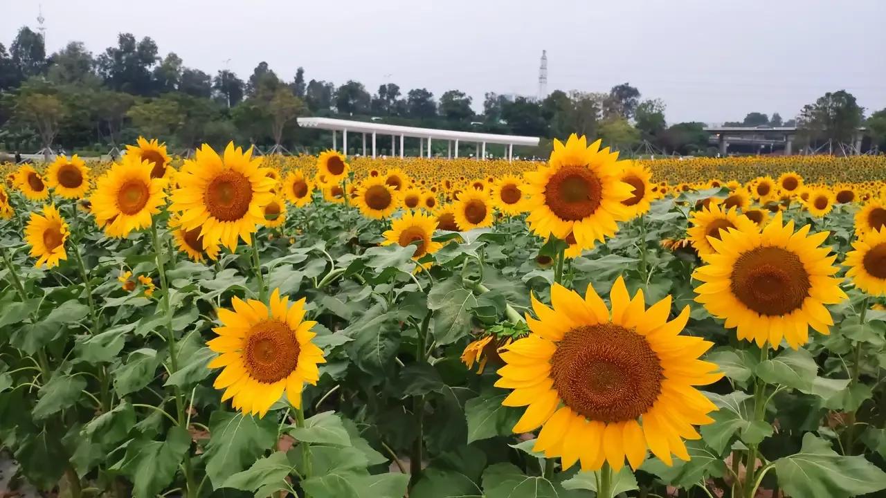 深圳花海公园地址在哪里,深圳中心河公园花海