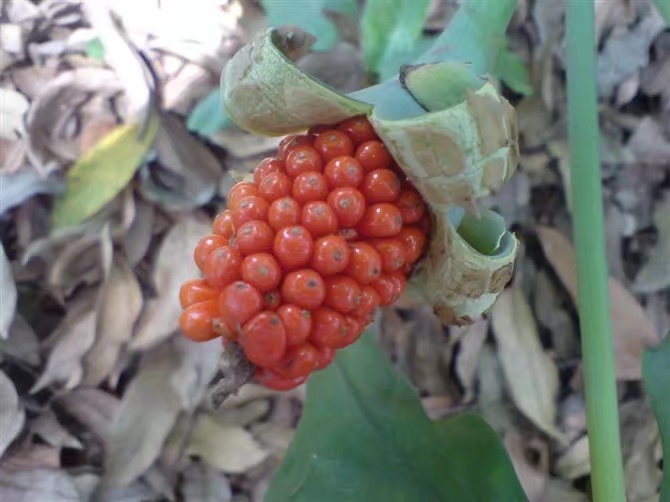 绱㈠凹鐖辩珛淇800鍊煎緱涔板悧,绱㈠凹鐖辩珛淇800