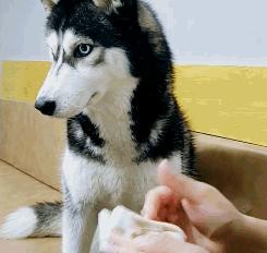 搞笑动图gif手机如何制作,搞笑动图gif图片