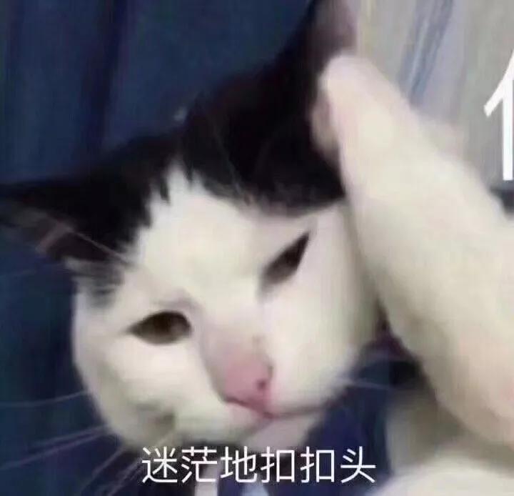怎样写一份完美的养猫手册,新手养猫手册怎么写