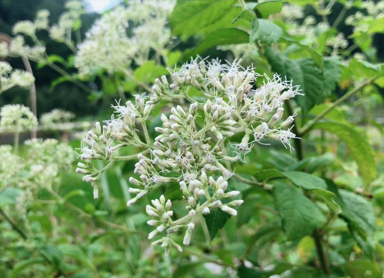 六月雪有什么功能,野生六月雪可以挖吗