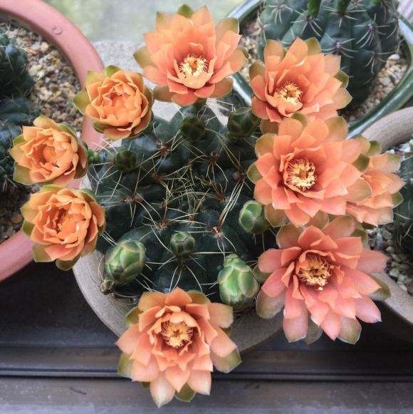 101仙人球,101个仙人球品种