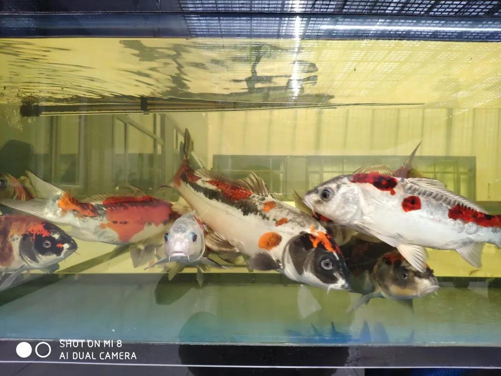 如何形成强大过滤系统,怎样建立过滤强大的生态鱼缸