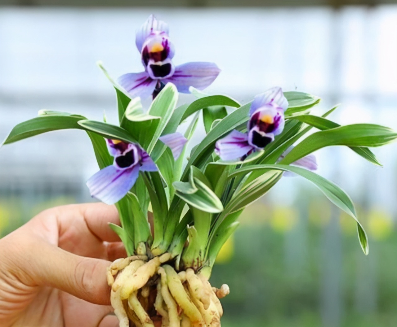 建兰金边紫月养了几年不开花,建兰紫月荷怎么分叶芽和花芽