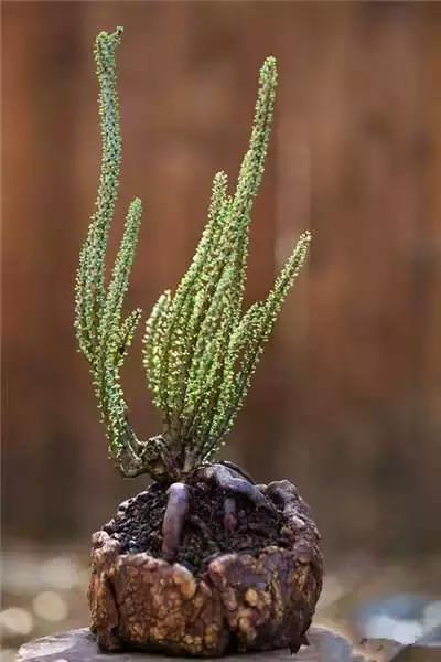 多肉大师手绘花盆,多肉顶级玩家