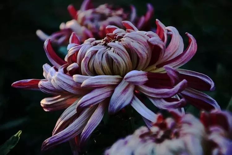 花中四君子菊花,花中四君子菊花的简介