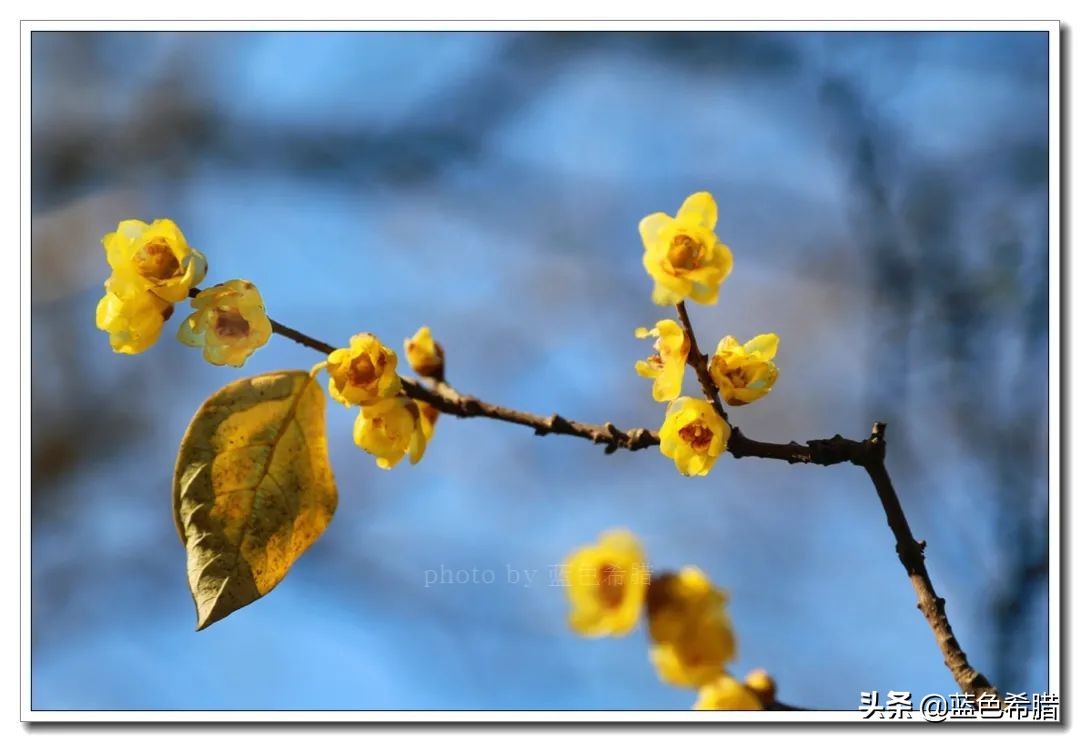 沈园腊梅的抖音视频,沈园腊梅开了吗