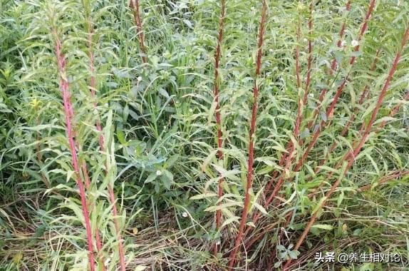 十大解酒的草药,能够解酒毒的中草药都有哪些