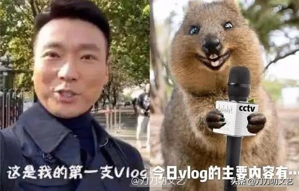 央视主持人康辉烫头,康辉烫头