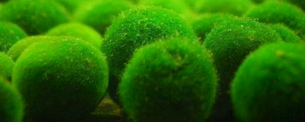 地球上最原始最古老的是什么藻类,地球最早的史前生物