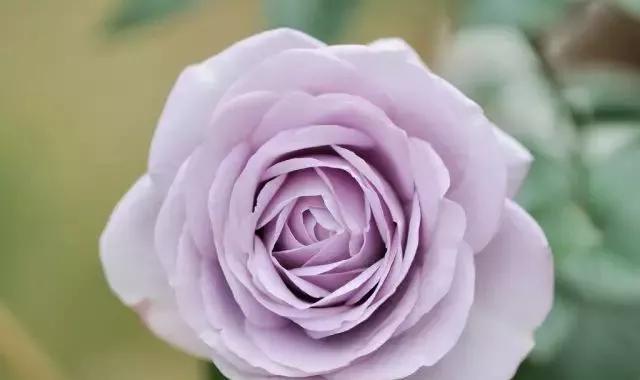 给大家介绍一下玫瑰品种,玫瑰的品种及特点介绍