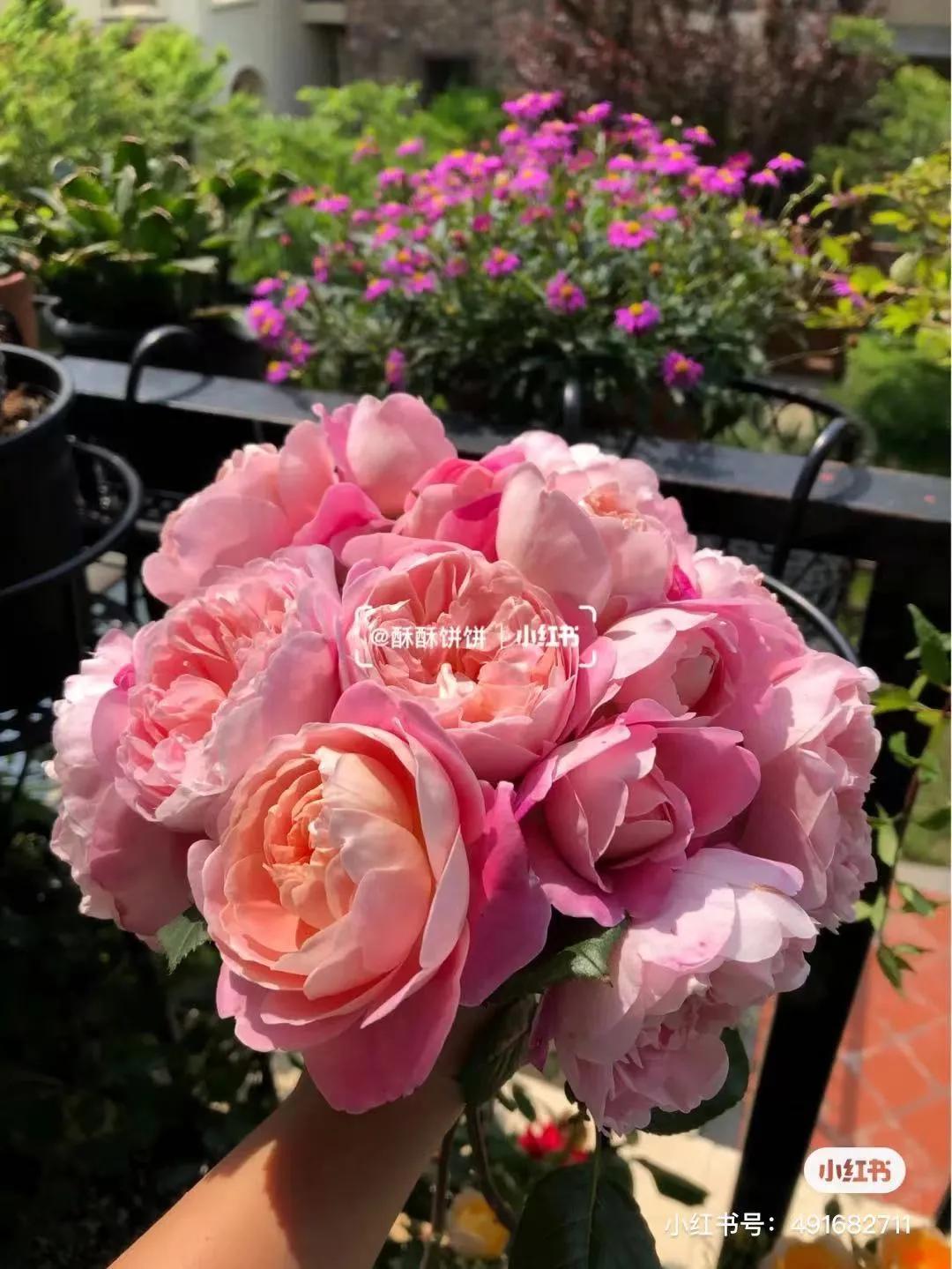 获得worldrose的12款月季品种,露台月季品种推荐